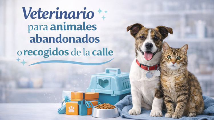 Veterinario Gratis Madrid animales abandonados y recogidos de la calle